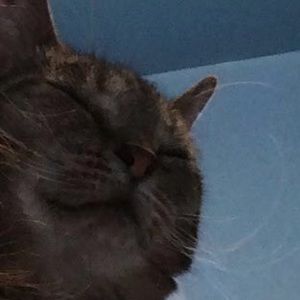 Meet your Posher, Bridget